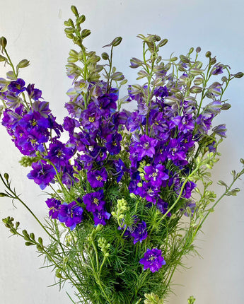 Larkspur