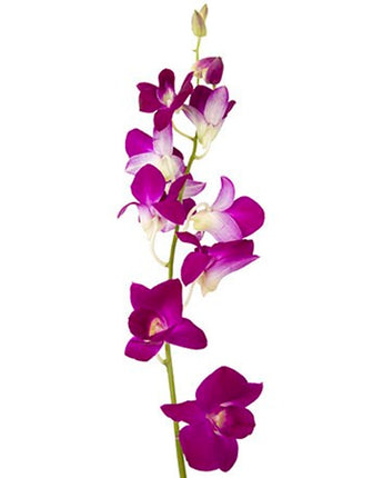 Dendrobium Orchid