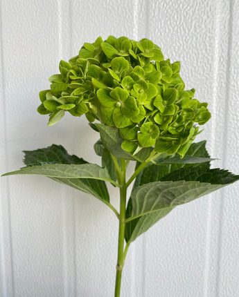 Sisa Hydrangea