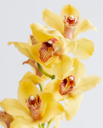 Cymbidium (Yellow or Pink)