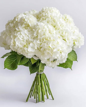 Hydrangea (White)