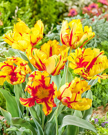 Parrot Tulip