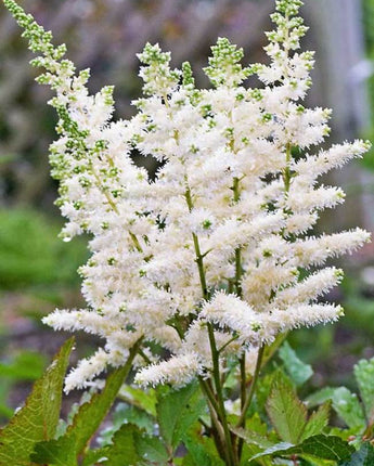 Astilbe