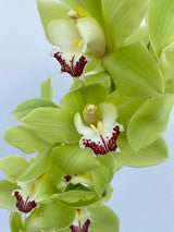 Cymbidium (Green)