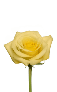 Cancun Rose (Yellow)