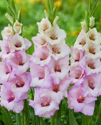 Gladiolus (Pink)