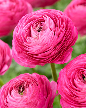 Ranunculus (Pink/Orange)