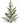 Natural Touch Norfolk Pine Spray 38"