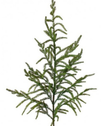 Natural Touch Norfolk Pine Spray 38"