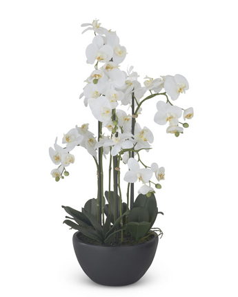 33" Real-Touch 7-Shoot Orchid Plant