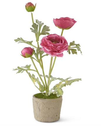 14" Ranunculus in Clay Pot