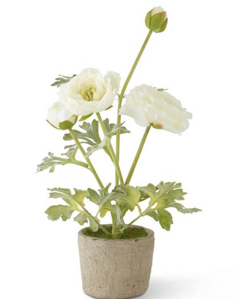 14" Ranunculus in Clay Pot