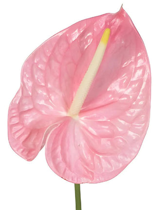 Anthurium