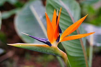 Bird of Paradise