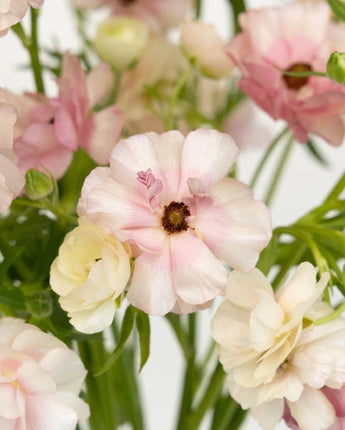 Butterfly Ranunculus