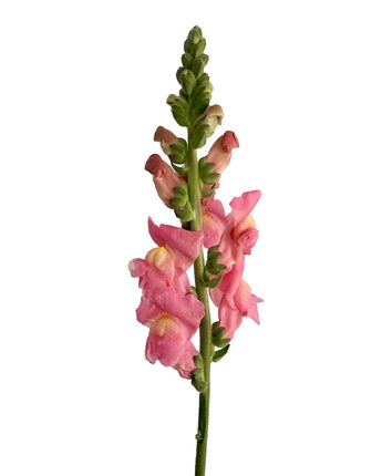 Snapdragons (Pink/White)