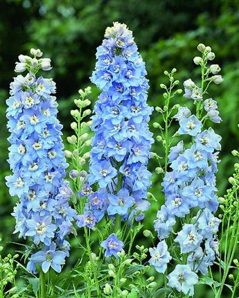 Delphinium