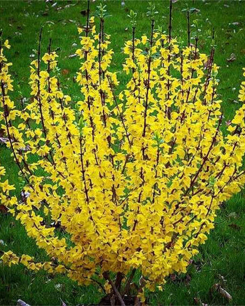 Forsythia