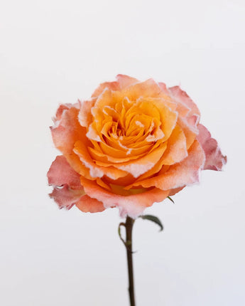 Free Spirit Rose (Orange)