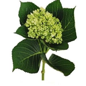 Mini Hydrangea (Green)