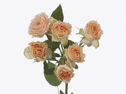 Holly Garden Spray Rose (Peach)