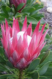 King Protea (Pink)