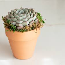 Potted Succulents