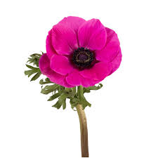 Anemone