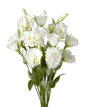 Lisianthus