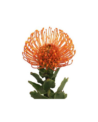 Pincushion Protea