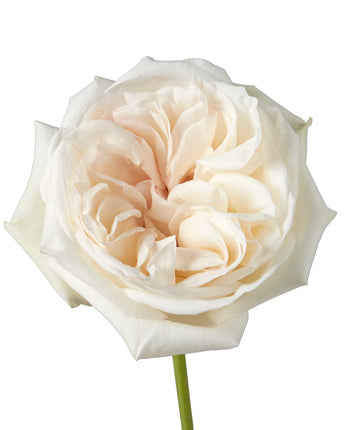 O'Hara Rose (White)